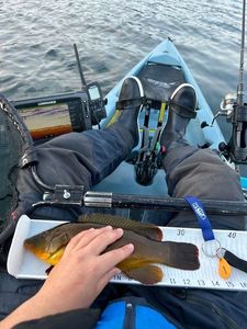 Ballan Wrasse