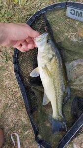 Largemouth Bass