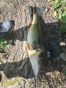Largemouth Bass