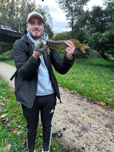 Northern Pike
