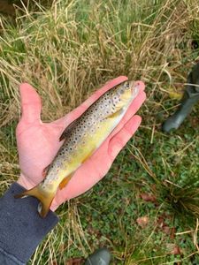 Brown Trout