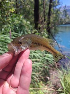 Largemouth Bass