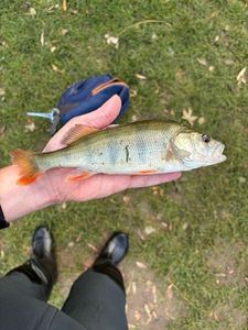 European Perch
