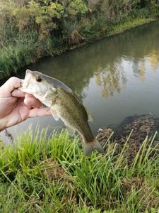 Largemouth Bass