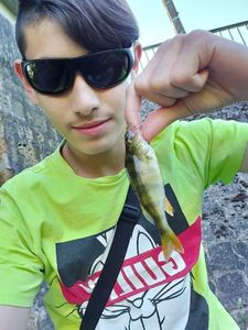 European Perch