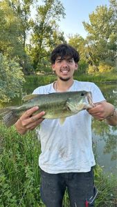 Largemouth Bass