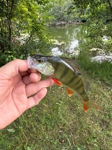 European Perch