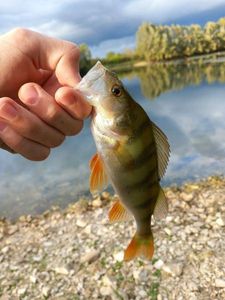 European Perch