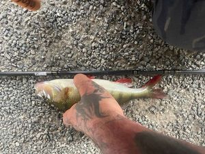 European Perch