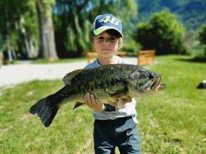 Largemouth Bass