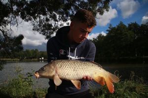 Common Carp