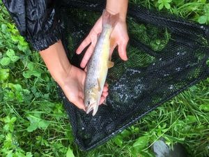 Brown Trout