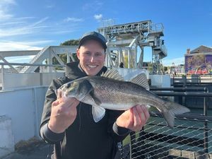 European Bass (Seabass)