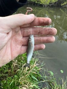 Chub