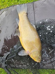 Tench