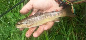 Brown Trout