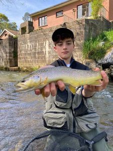 Brown Trout