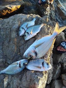 Gilthead Seabream