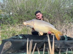 Common Carp