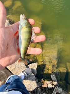 European Perch