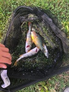 Yellow Perch