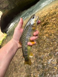 Brown Trout