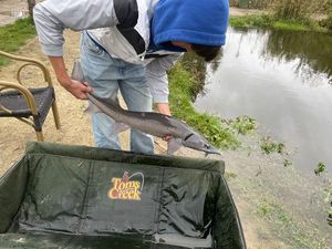 Sturgeon