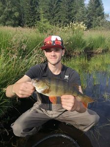 European Perch