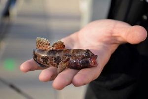 Giant Goby
