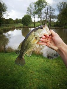 Smallmouth Bass