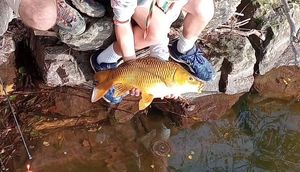 Common Carp