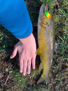 Rainbow Trout