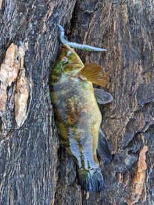 Ballan Wrasse