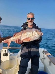 Bluespotted Seabream