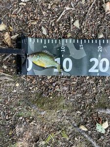 Green Sunfish