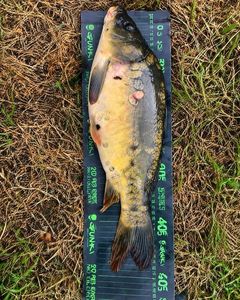 Mirror Carp