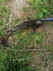 Black Bullhead