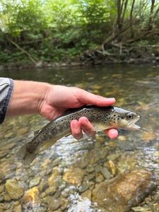 Brown Trout