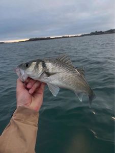 European Bass (Seabass)