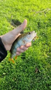European Perch