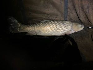 Grass Carp