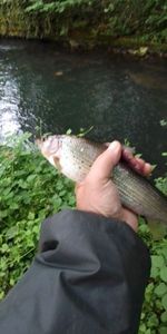 Grayling