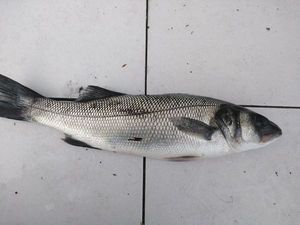 European Bass (Seabass)
