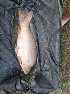Leather Carp