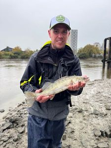 Zander