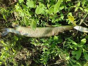 Northern Pike