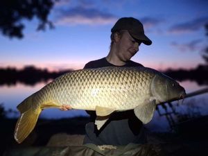 Common Carp