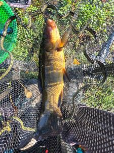 Tench