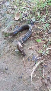 European Eel (Common Eel)