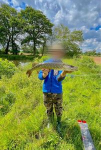 Northern Pike